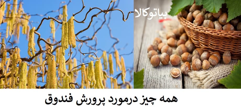 از کاشت تا فروش؛ درآمدزایی مطمئن با پرورش فندق